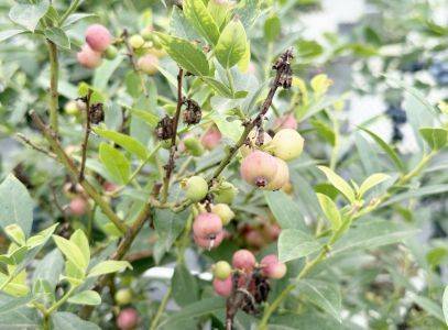 The method of planting blueberry seeds