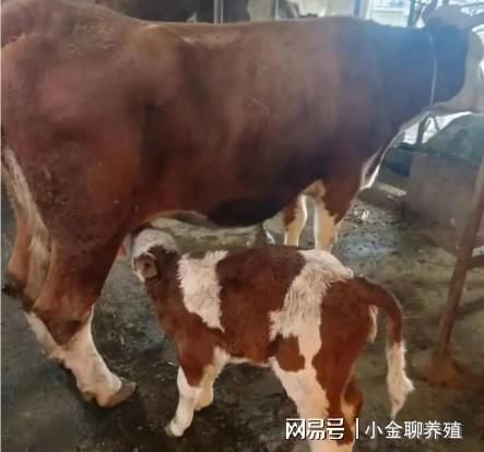 催奶方法
