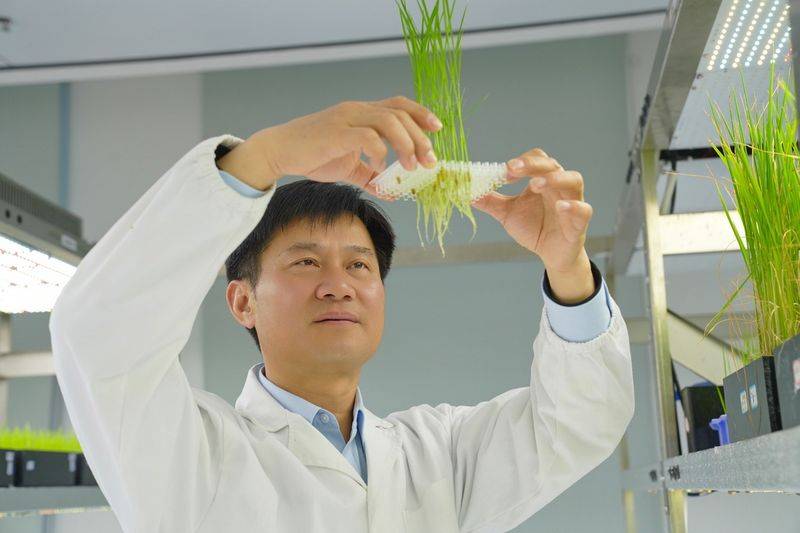Salt-alkali rice cultivation techniques