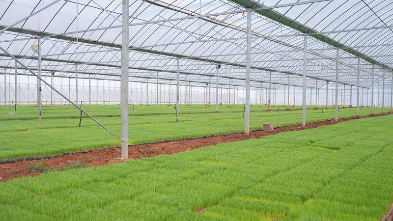 Salt-alkali rice cultivation techniques
