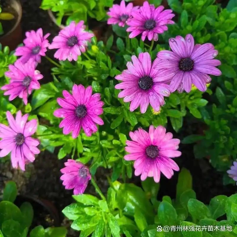 万寿菊种植方法