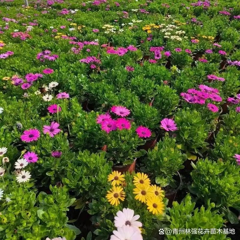 万寿菊种植方法