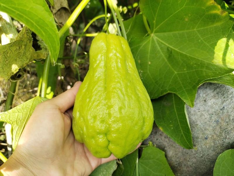 佛手瓜的种植技术