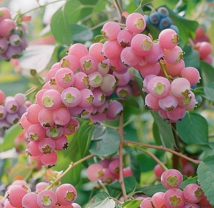 蓝莓种子的种植方法