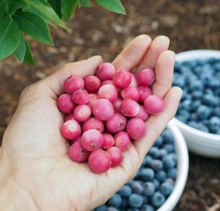 蓝莓种子的种植方法