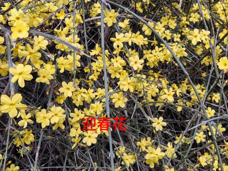 身边常见的100种植物，花草49种树木51种，有图片有简介，易记住