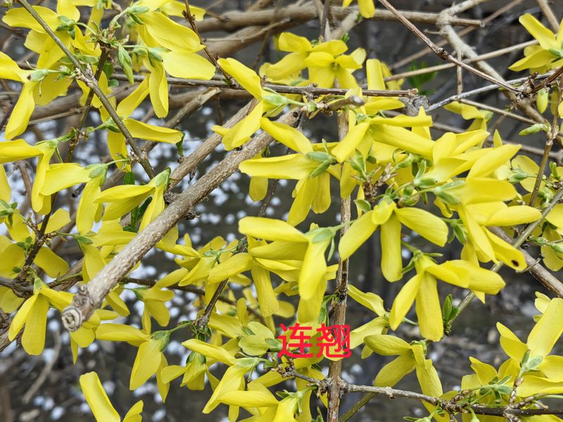 花草养护知识