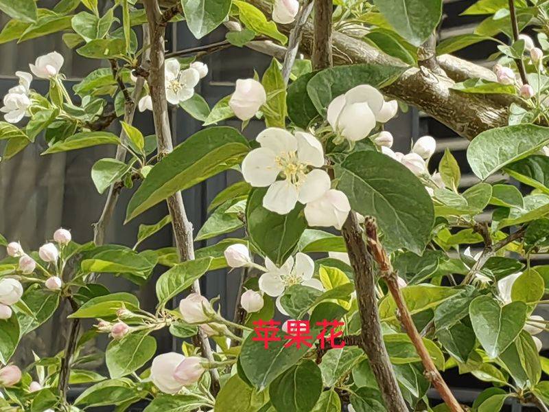 花草养护知识