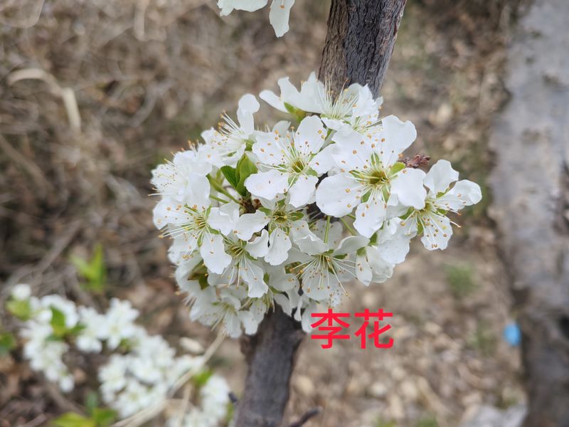 花草养护知识