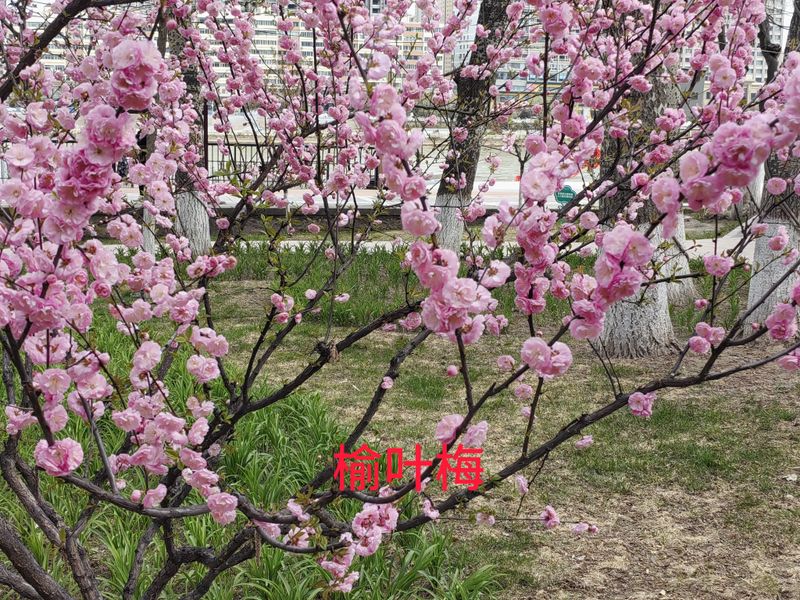 花草养护知识