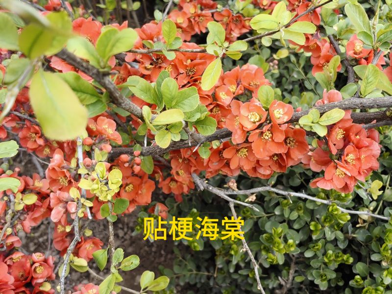 花草养护知识