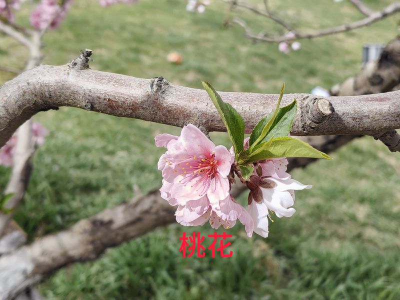 花草养护知识