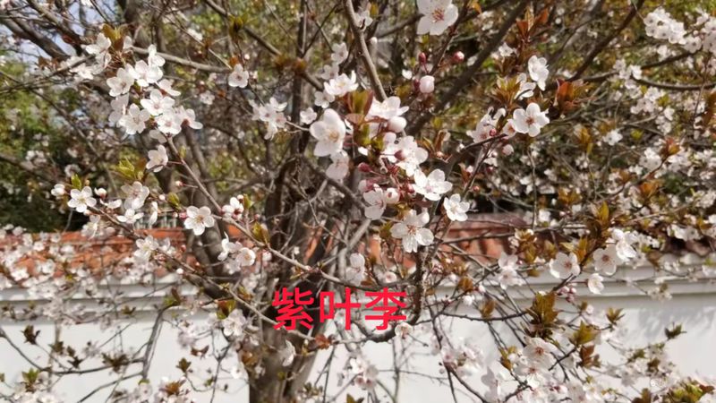 花草养护知识