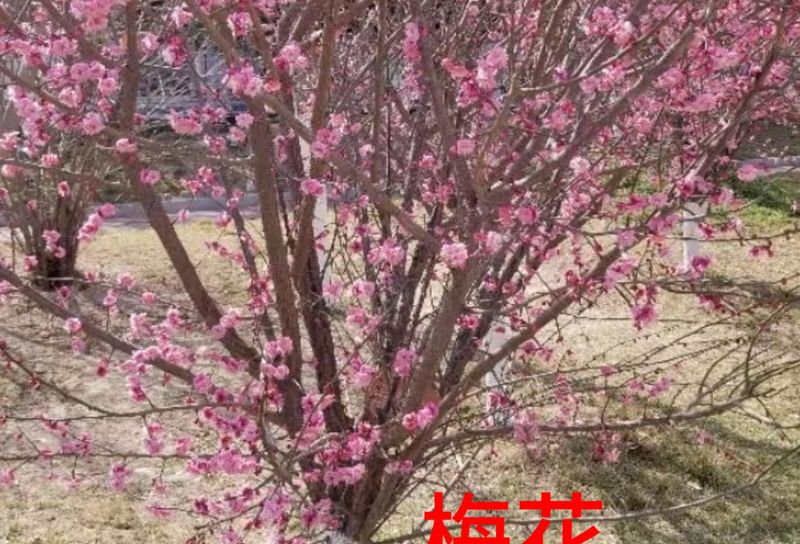 花草养护知识