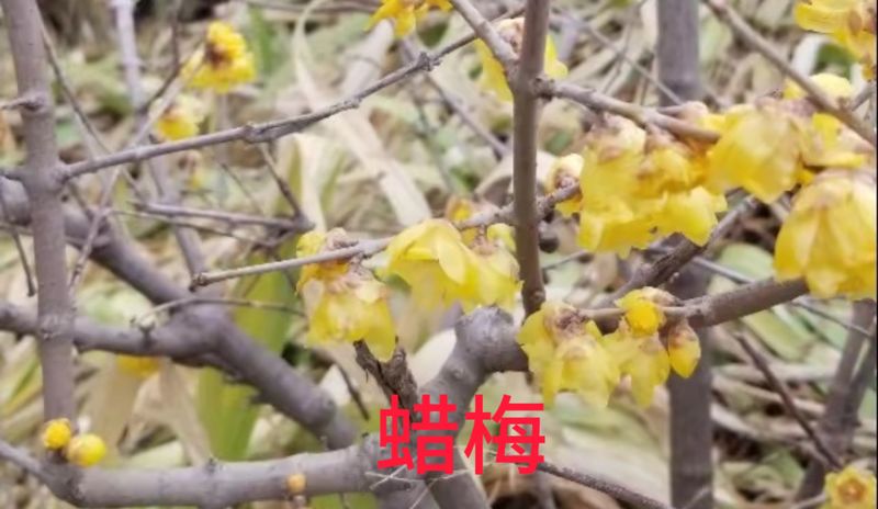 花草养护知识