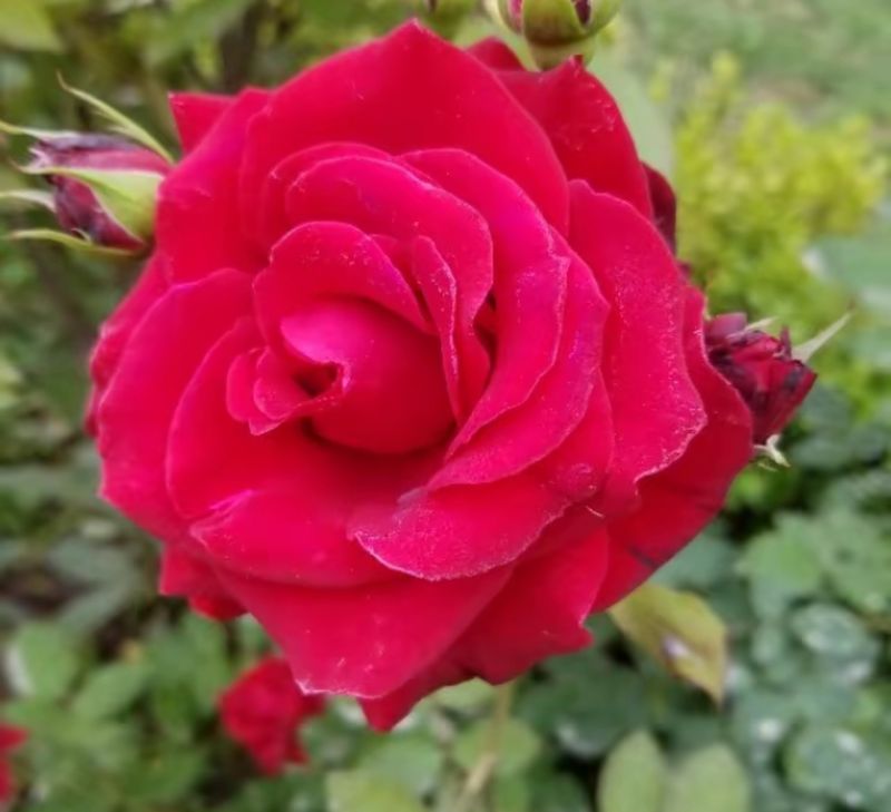花草养护知识