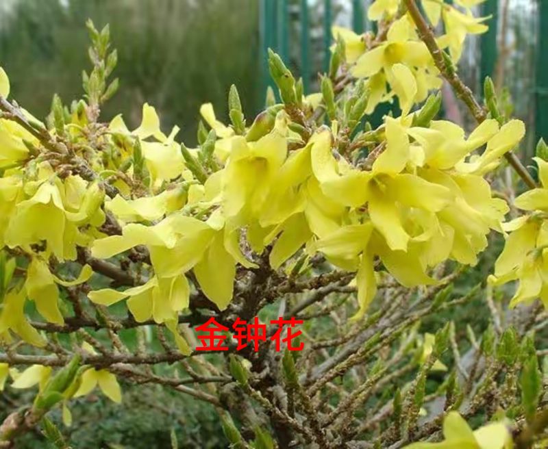 花草养护知识
