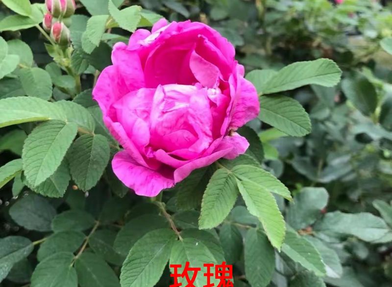 花草养护知识