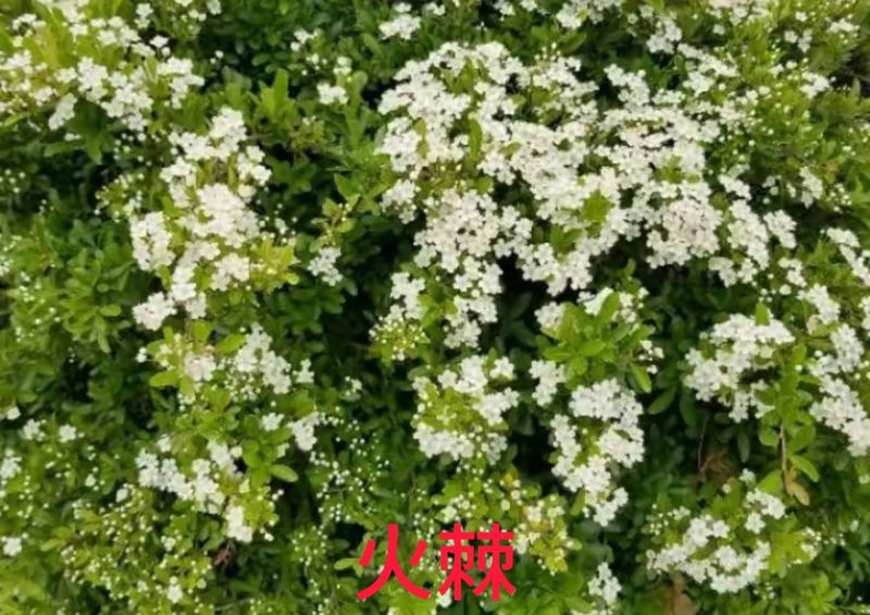 花草养护知识
