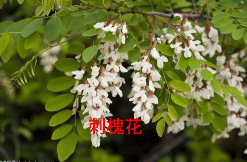 花草养护知识