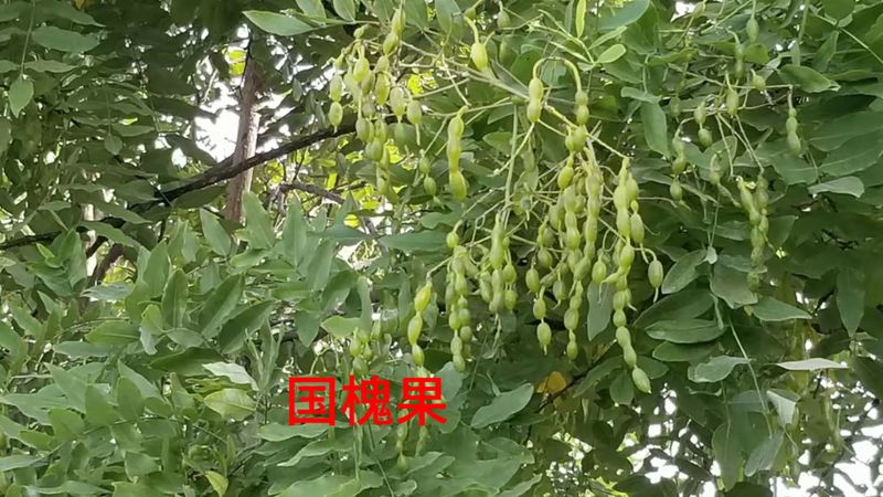 花草养护知识
