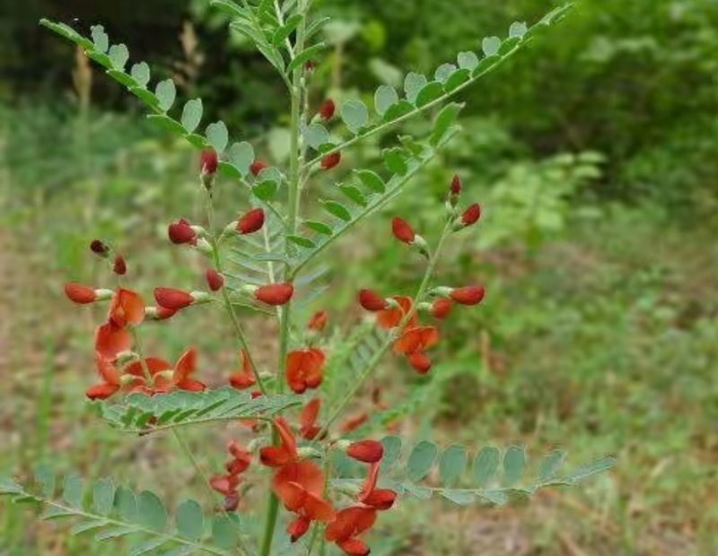 花草养护知识