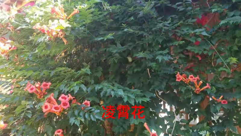 花草养护知识