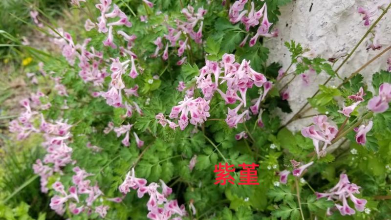 花草养护知识