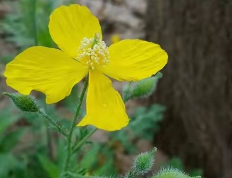 花草养护知识