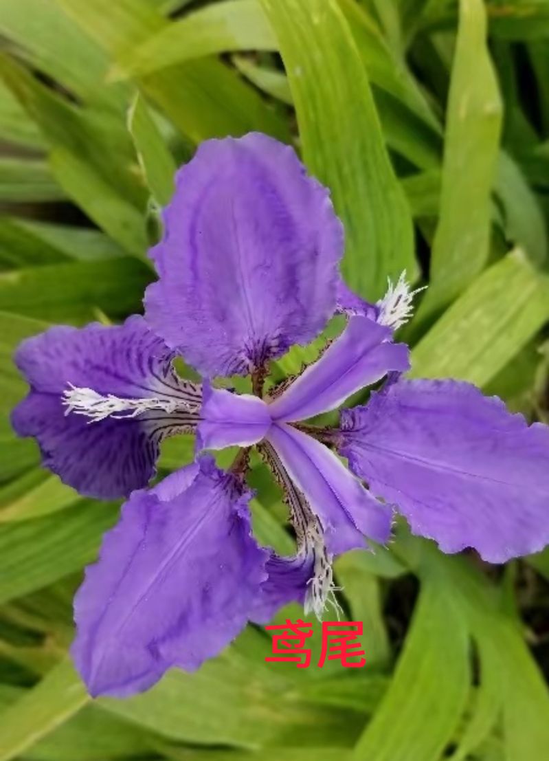 花草养护知识