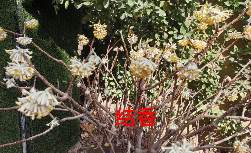 花草养护知识
