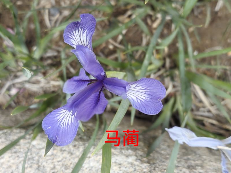 花草养护知识