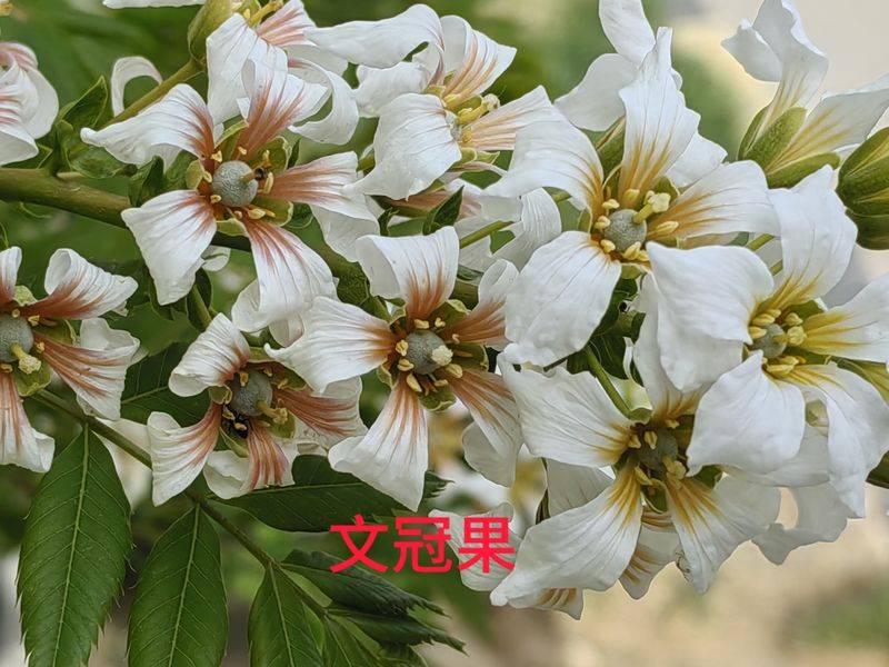 花草养护知识