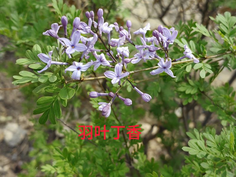 花草养护知识