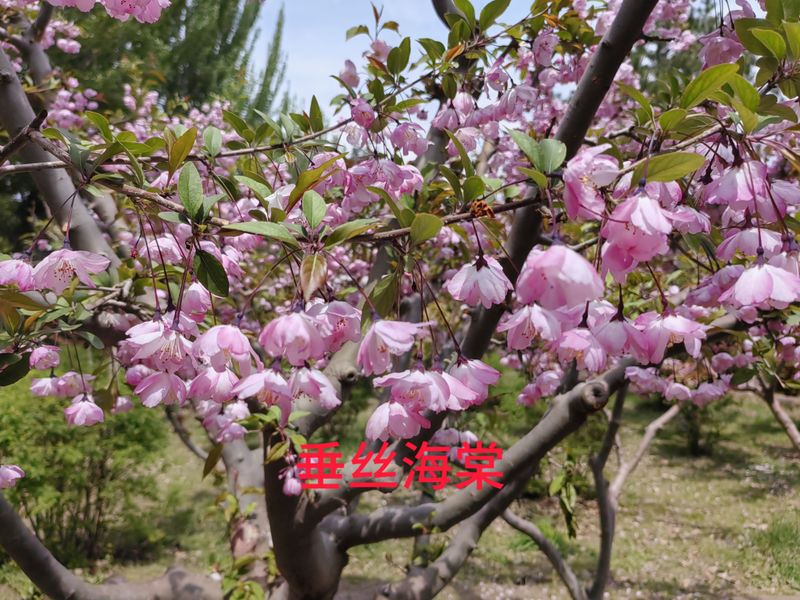 花草养护知识