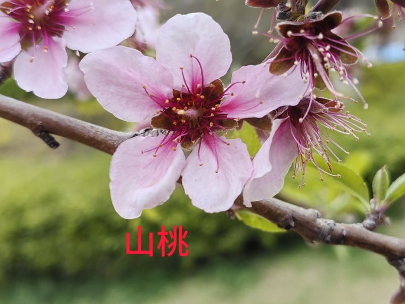 花草养护知识