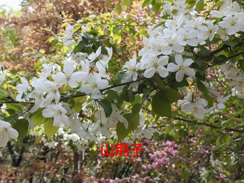 花草养护知识