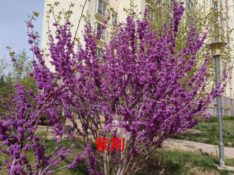花草养护知识