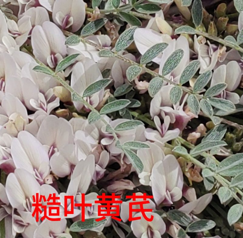 花草养护知识