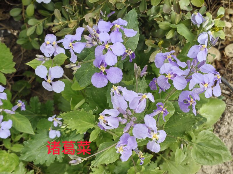 花草养护知识