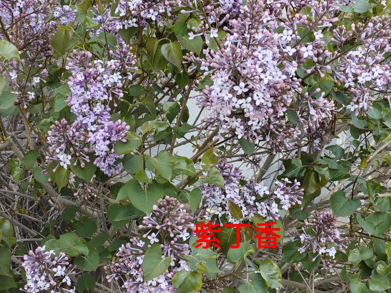 花草养护知识
