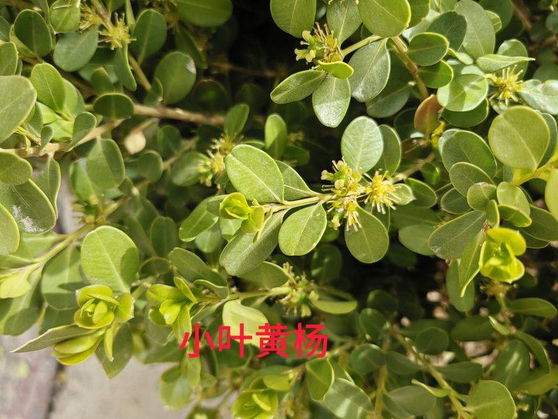 花草养护知识