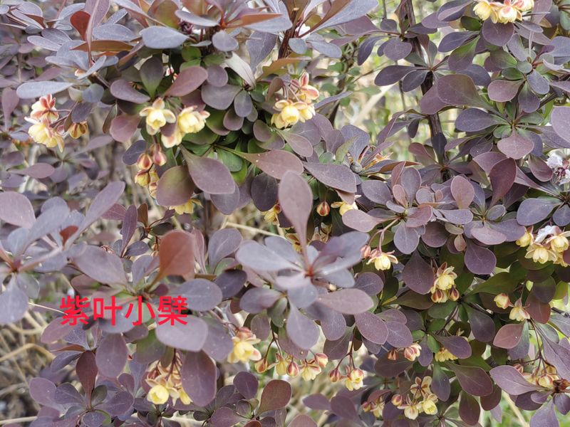 花草养护知识