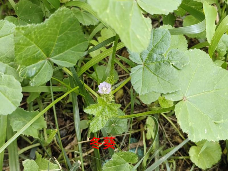 花草养护知识