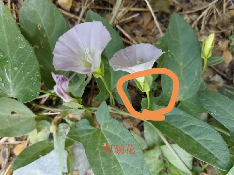 花草养护知识