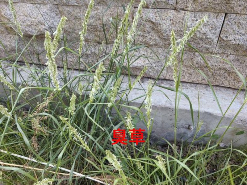 花草养护知识