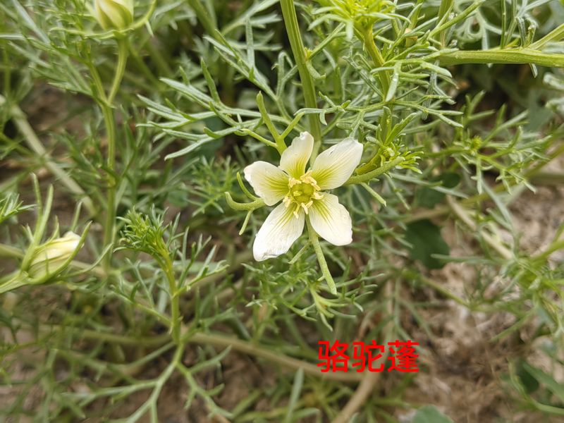 花草养护知识