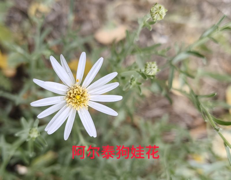 花草养护知识