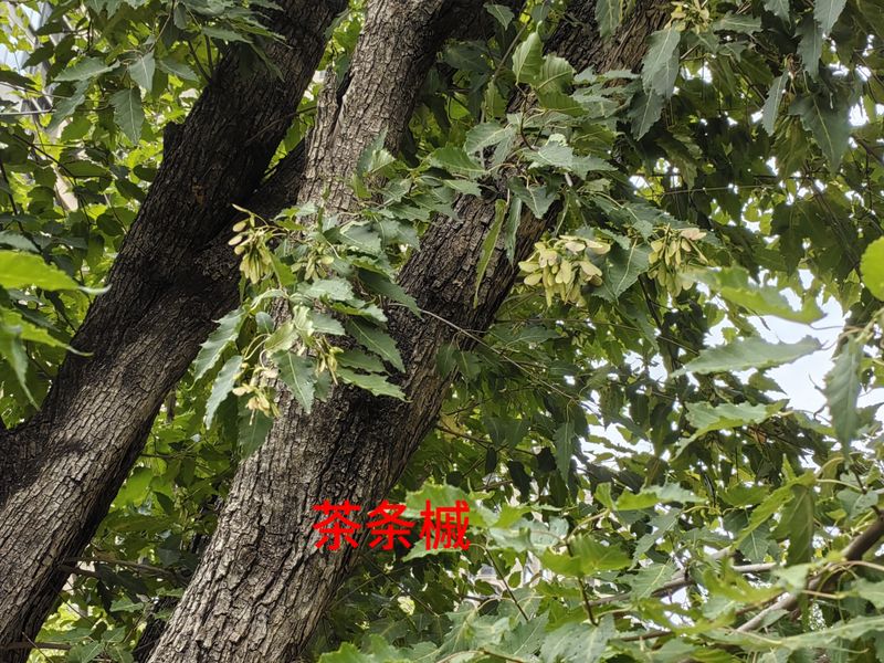 花草养护知识