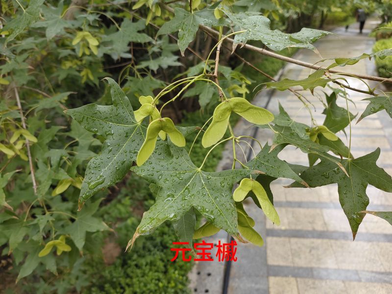 花草养护知识